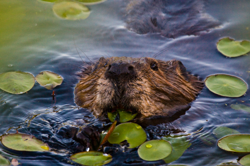Beaver Eating Lillies